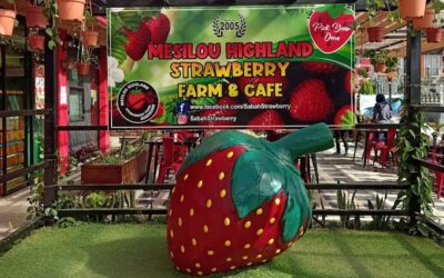 Kundasang Strawberry Garden | A Must Visit Spot in Sabah