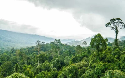 Maliau Basin Sabah | Travel & Jungle Trekking Guide