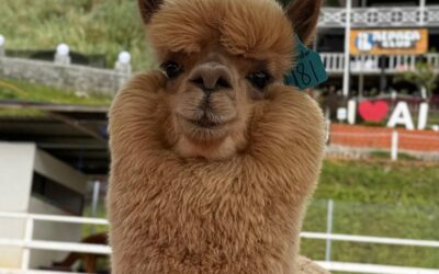 Alpaca Club Kundasang | Cute Alpaca Experience in Sabah