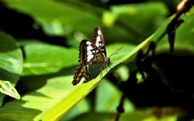 Kipandi Butterfly Park Sabah | Travel Guide in Crocker Range